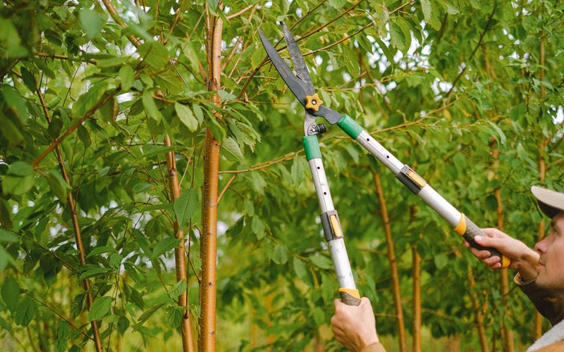 Tree trimming in Fertile, MN